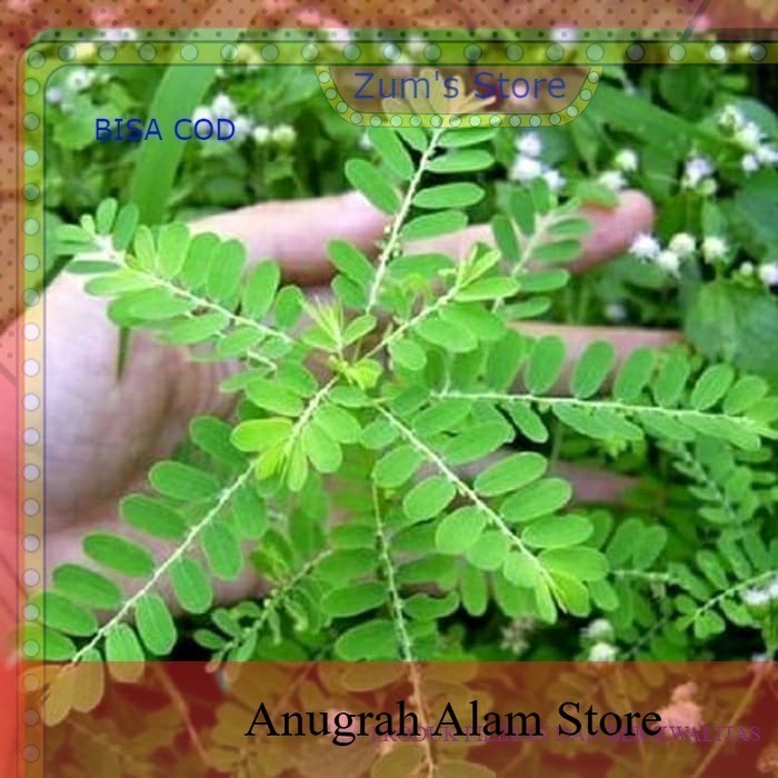 

ready daun meniran segar organik 100gram herbal siap petik