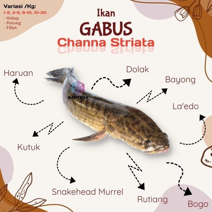 

Promo Ikan Gabus Konsumsi (Hidup) Via Gosend/Grab Kiloan Isi 6-10 Ekor - Isi 6-10 Ekor