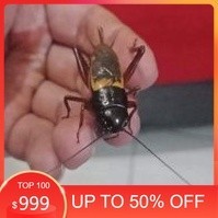 Jangkrik Aduan Jliteng | Jangkrik Jrabang pengusir tikus