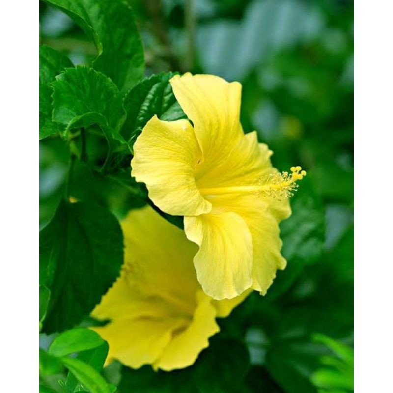 Kembang Sepatu Bunga Kuning