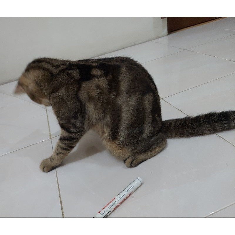 Kucing Bengal Marble Betina, 2 Tahun 7 Bulan, Keturunan Bengal-British dan Anggora