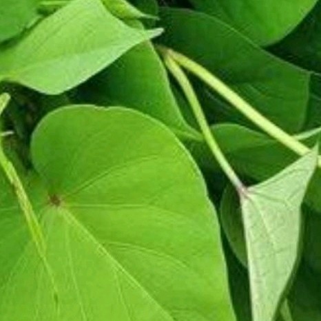 Daun Ubi Jalar 500gr / Daun Ketela Rambat COD Silahkan diorder
