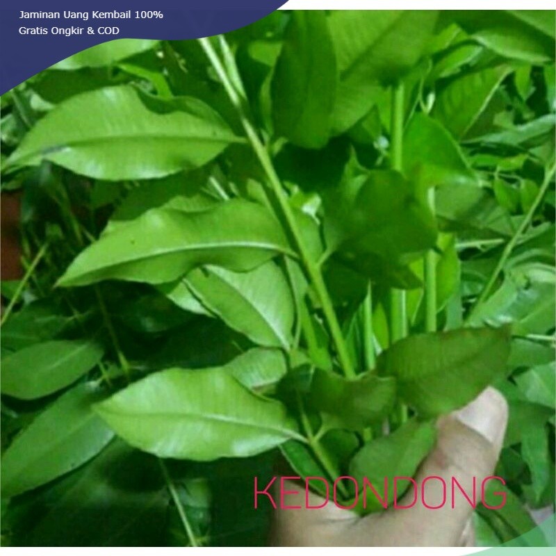 

DAUN KEDONDONG MUDA FRESS 400 gr