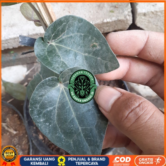 BIBIT TANAMAN SIRIH HITAM HERBAL UNGGUL Bibit Tanaman valid UD SUPER UNGGUL ID