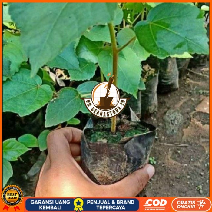 BIBIT POHON BALSA/ BIBIT BALSA 30CM SIAP TANAM/ BIBIT POHON KAYU BALSA Bibit Tanaman Super Unggul UD