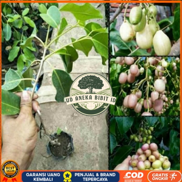 BIBIT JUWET PUTIH TANPA BIJI OKULASI/ BIBIT TANAMAN JUWET PUTIH UNGGUL Bibit Tanaman Super Unggul UD