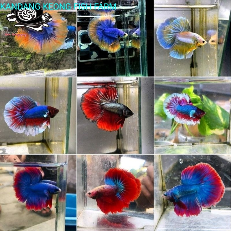 Hiasan soliter cupang Termurah Ikan Cupang Halfmoon Paket Isi 30 perlengkapan aquarium