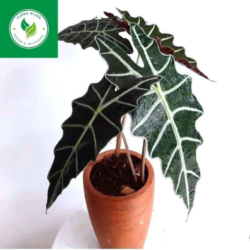 ~ ( BISA COD ) Tanaman Hias Keladi Amazon Atau Keladi Tengkorak Tanaman Hidup Alocasia Amazonica / B