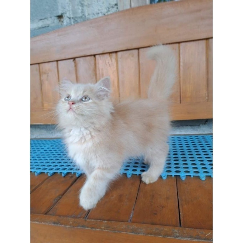 kucing kitten persia longhair