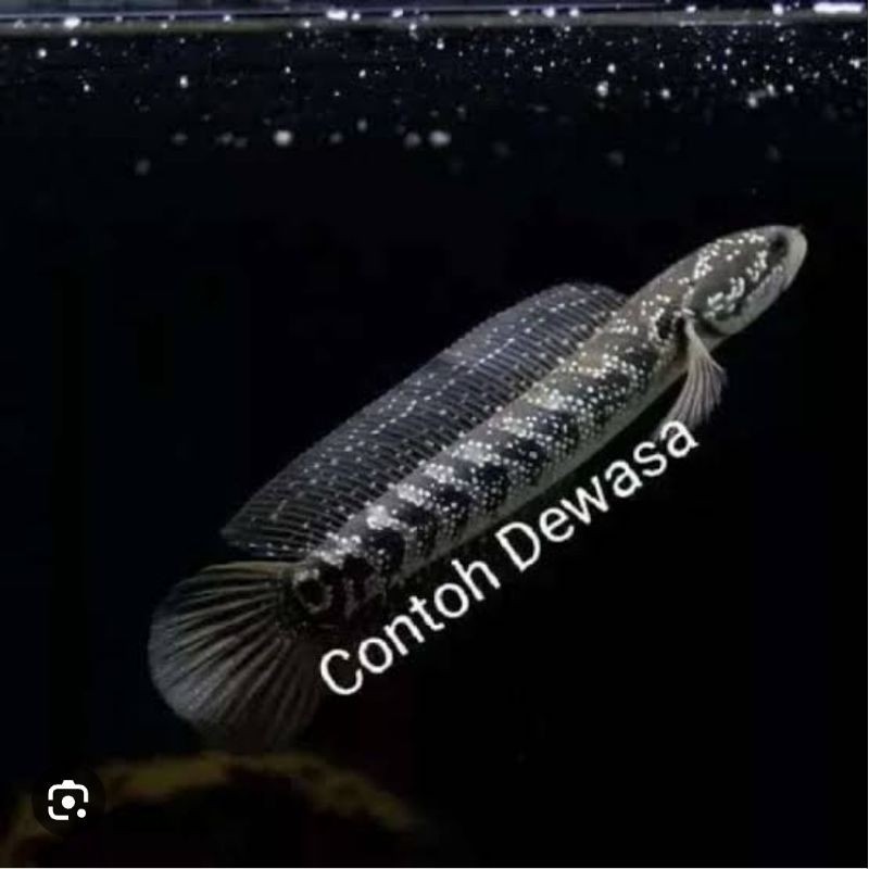 BIOTA asiatica white spot