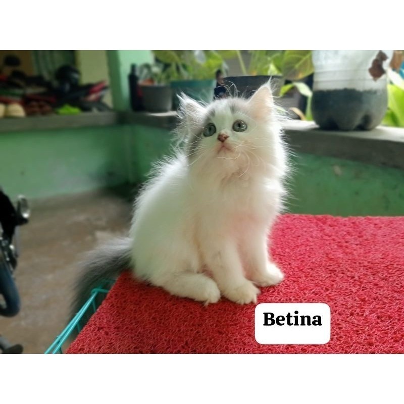 Anak kucing anggora/kitten Persia flatnose/kucing Persia betina