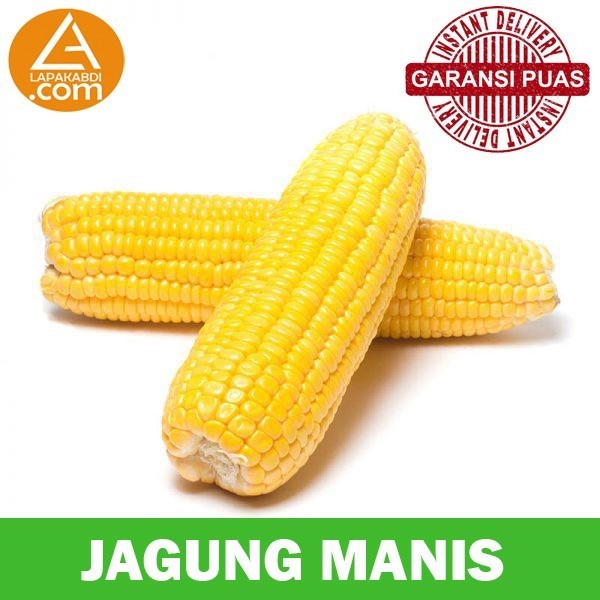 

Jagung Manis 1Kg Sayur Segar Garansi Termurah