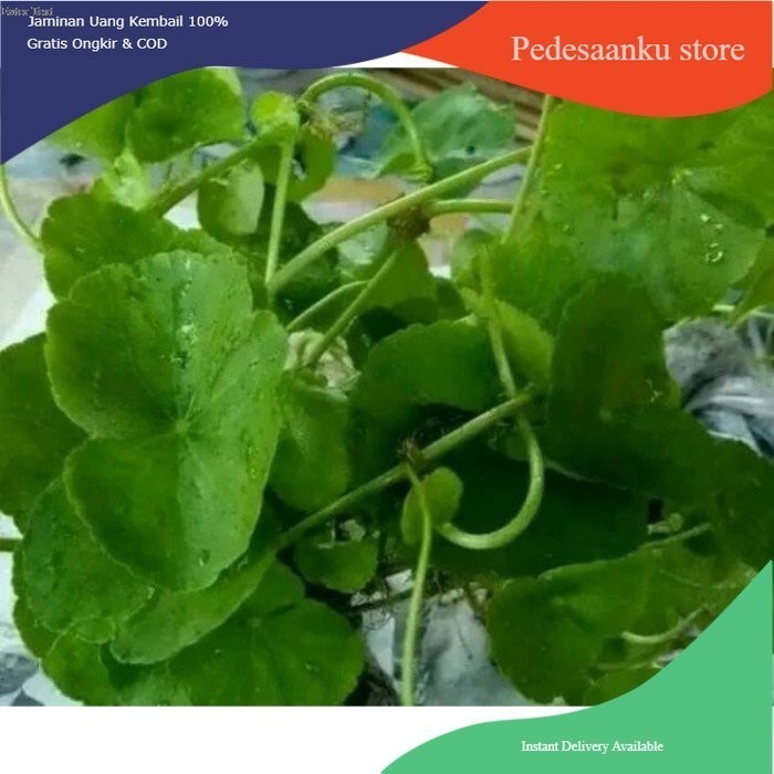 

daun pegang antanan fesh 1 kg