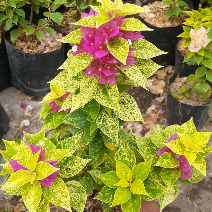 TANAMAN HIAS BOUGENVILLE JENIS JEWEL 21 SUDAH BERBUNGA