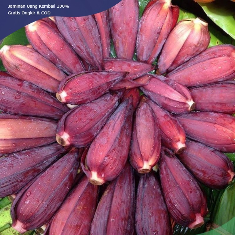 

Jantung Pisang per 1 pcs