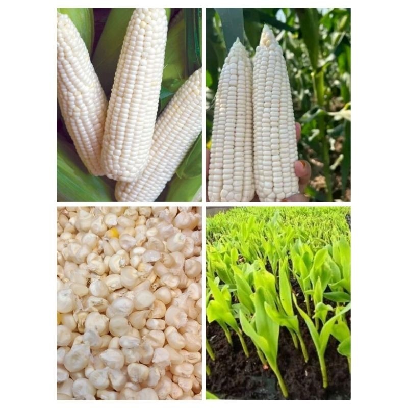 COD 500GR BENIH JAGUNG PUTIH KETAN PULUT SUPERAN