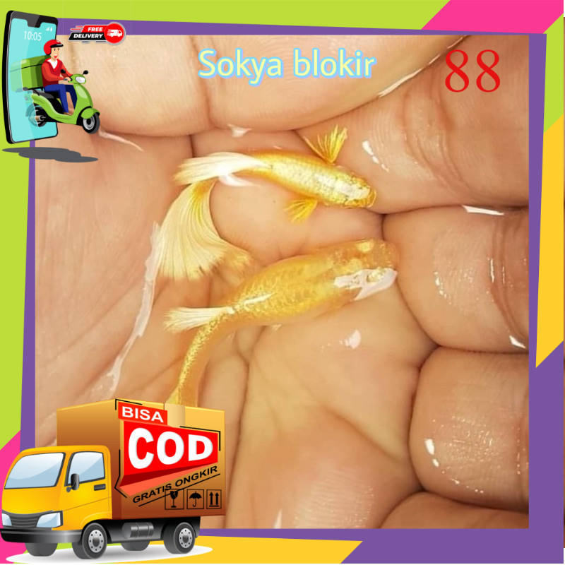 guppy gold sepasang jantan betina