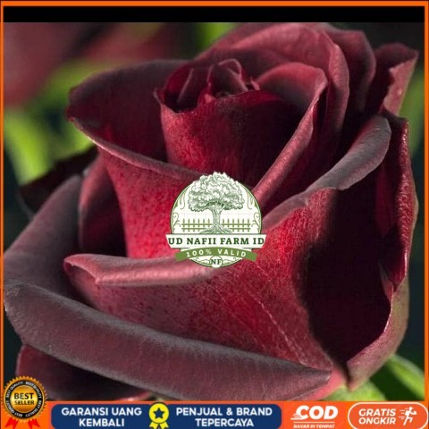 TANAMAN HIAS BUNGA MAWAR HITAM ASLI/ BLACKROSE SUDAH BERBUNGA Bibit Tanaman Super Unggul UD NAFII FA
