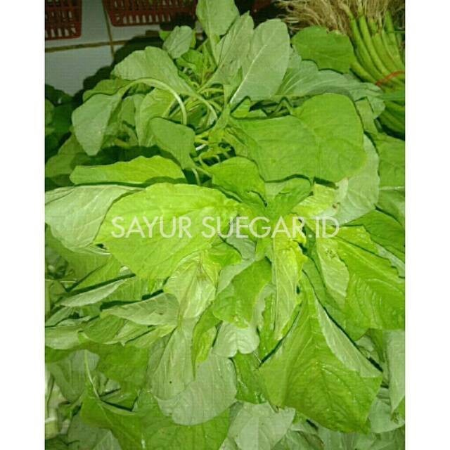 

Bayam/Spinach 1 ikat
