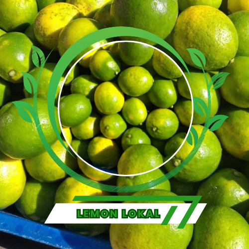 bibit jeruk lemon lokal siap tanam