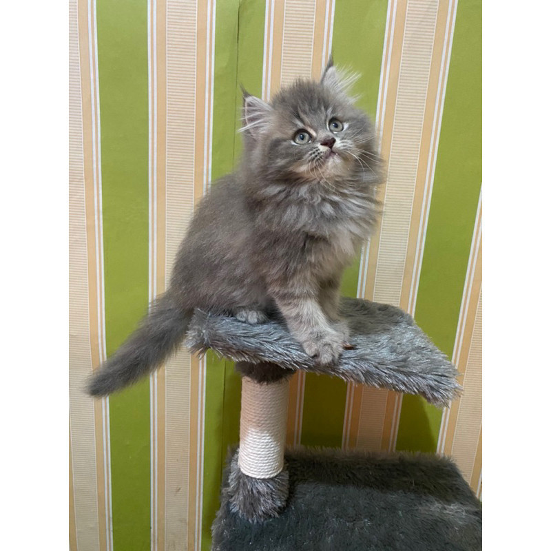 kucing persia Flatnose