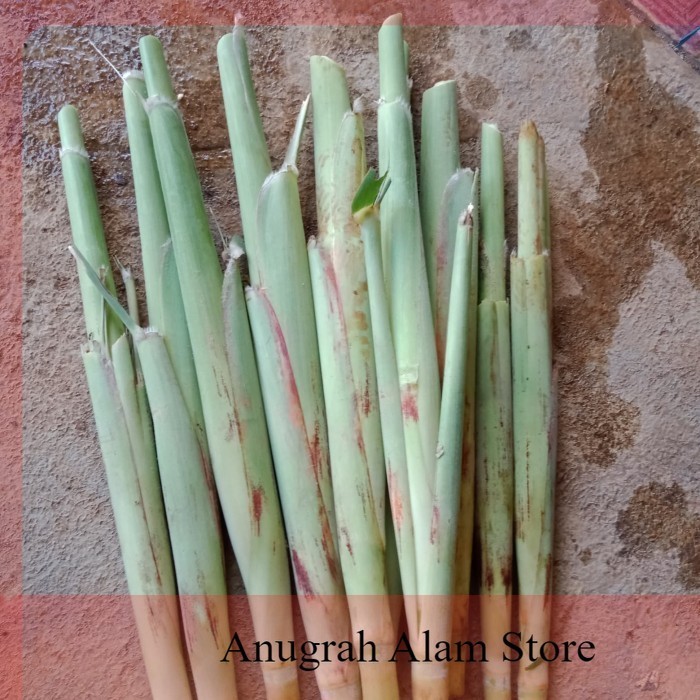 

TERLARIS TURUBUK TRUBUK TERUBUS TRUBUS TELOR TELUR TEBU ENDOG TIWU