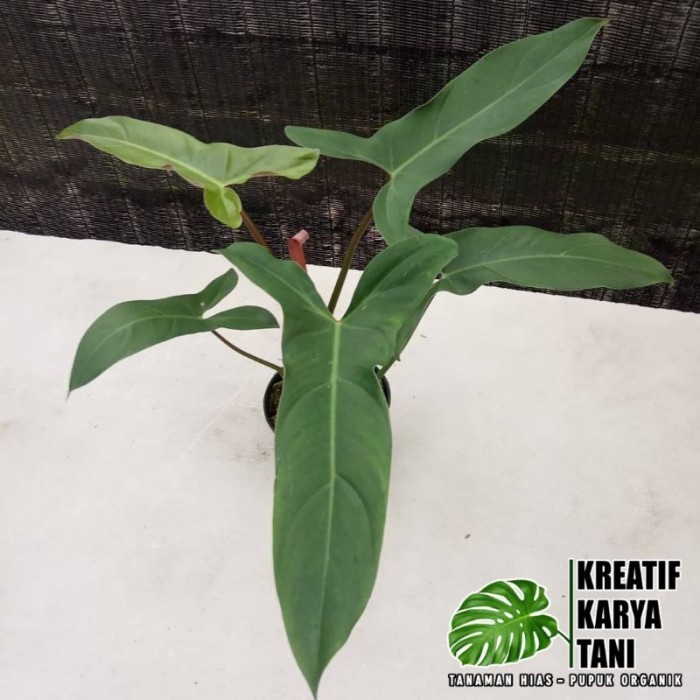 Tanaman hias philodendron mexicanum - Philo mexicanum