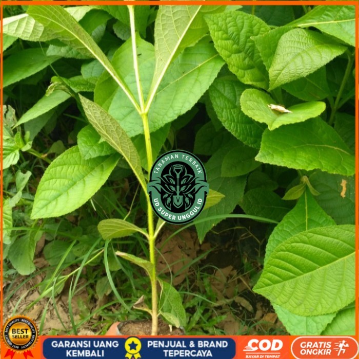 BIBIT POHON JATI EMAS SUPERUNGGUL Bibit Tanaman valid UD SUPER UNGGUL ID