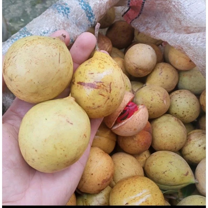 

fres . buah pala segar. buah pala muda. herbal alami. rempah rempah 1 kg