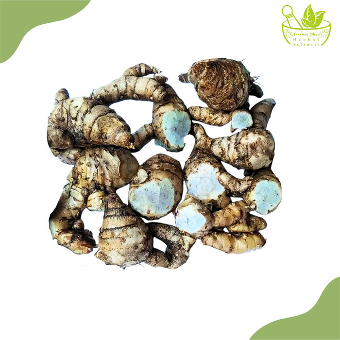 

Temu Ireng/Temu Hitam Segar (1Kg)