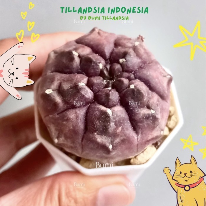 Gymnocalycium mihanovichii 'Daydream' - Kaktus