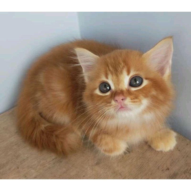 Promo diskon 65% READY (BULU ORENS) KUCING KITTEN  PERSIA MEDIUM ANGGORA KUCING JANTAN BETINA HIMALA
