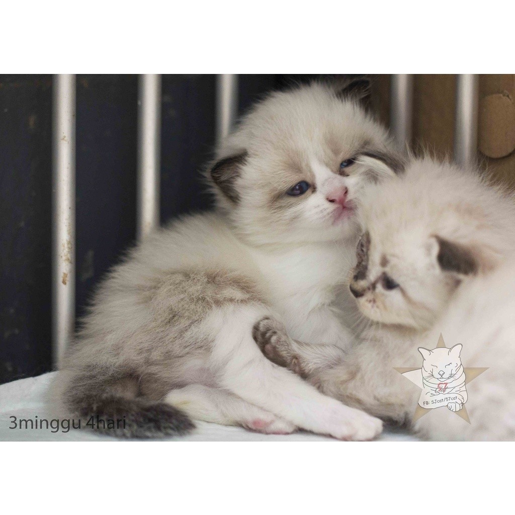 Promo diskon 65% kucing anggora, persia, bsh, maincoon, ragdoll