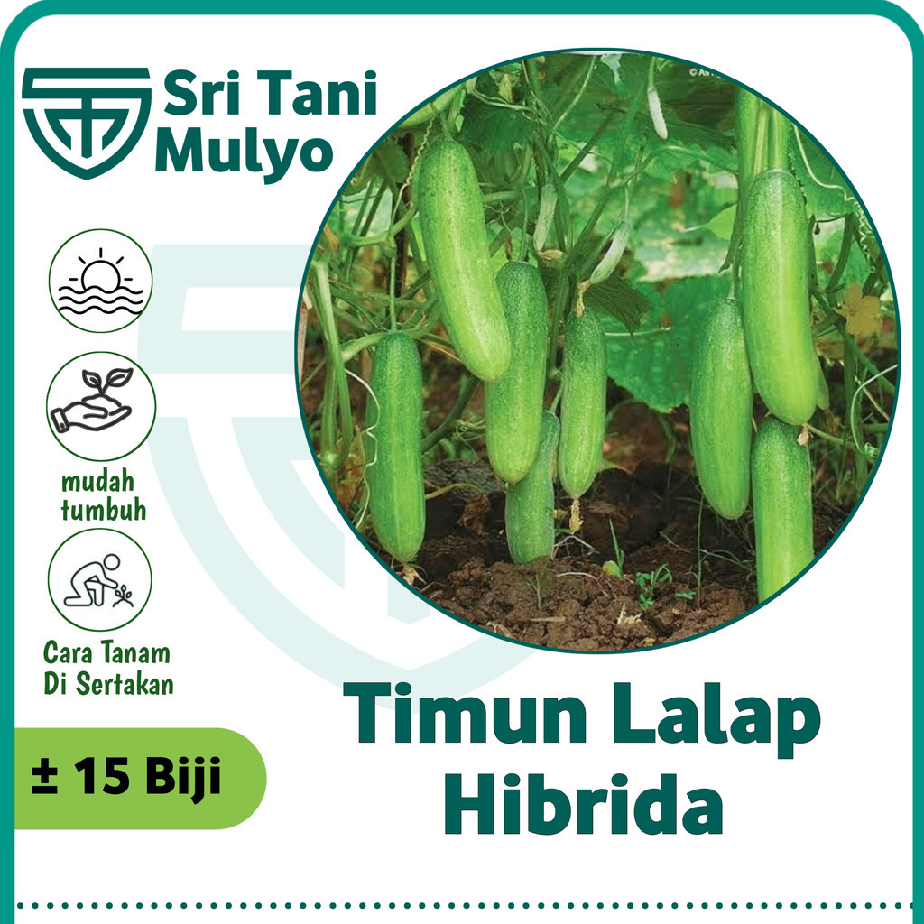 Biji Benih Timun Lalap Hibrida F1 Repack 15 Biji - Bibit Tanaman Sayur Sayuran Toska Jepang