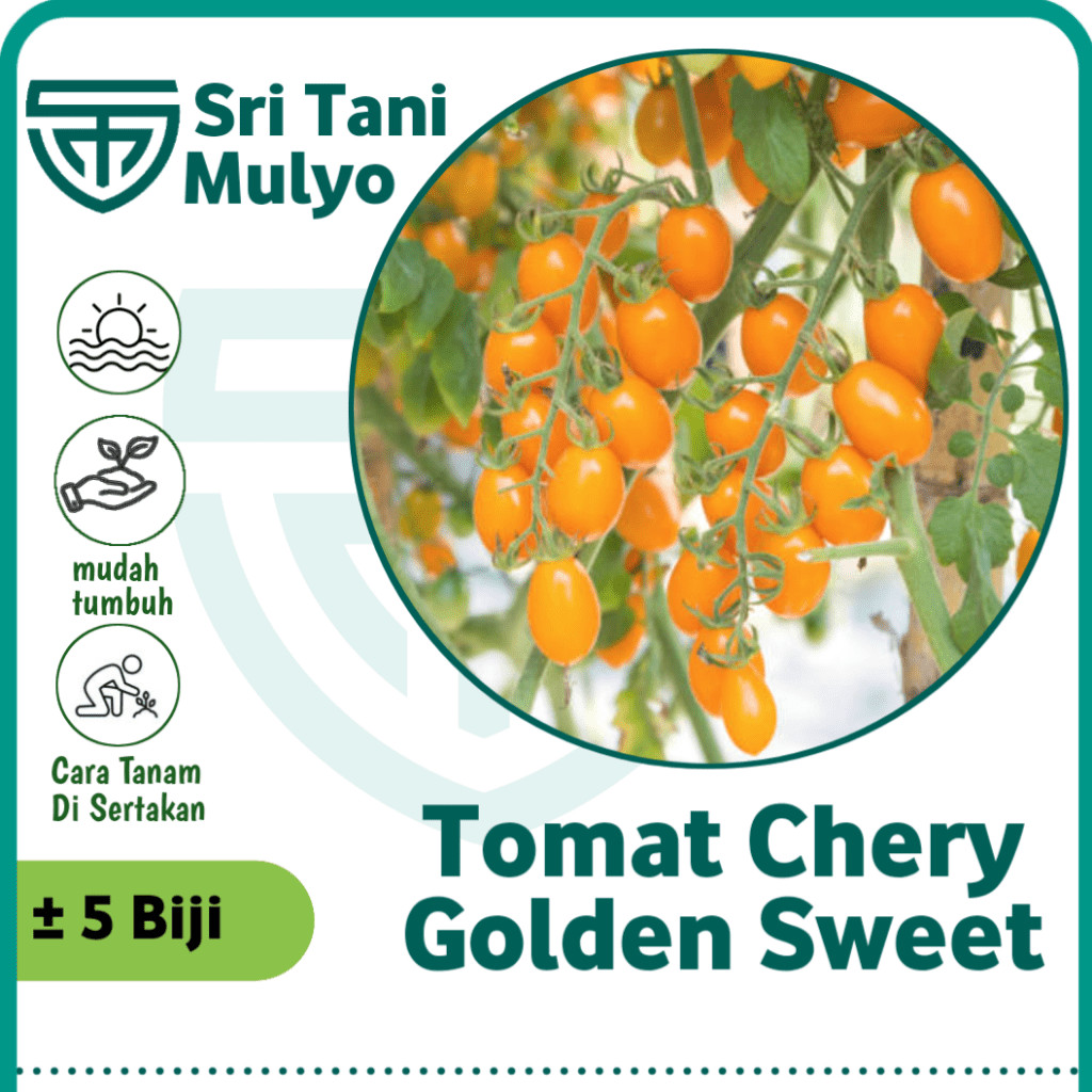 5 Biji - Benih Tomat Cherry GOLDEN SWEET F1 - Rasa Manis  Bibit Tanaman Buah Sayuran Tomat Cery Ceri