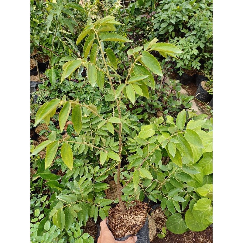 Bibit Tanaman Buah Ceri Kersen / Ceri Kersen Baleci