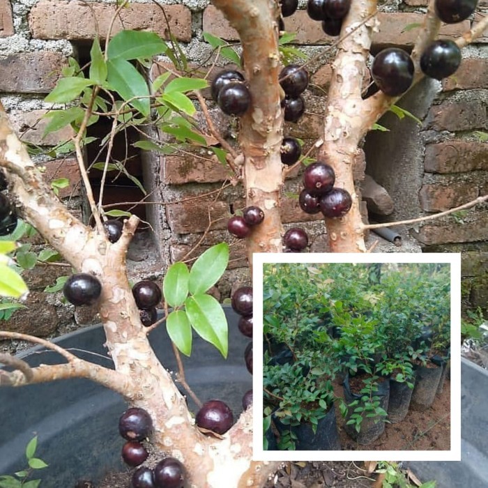 Bibit Tanaman Buah Anggur Brazil Jaboticaba