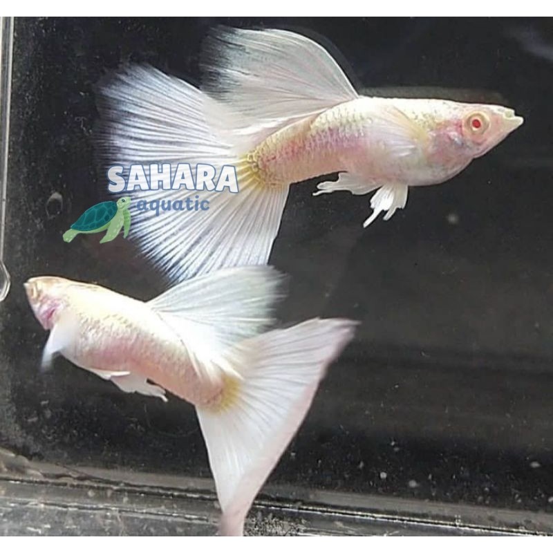 ikan hias guppy AFP Albino Full Platinum hiasan aquarium,kolam dan aquascape sepasang jantan betina 