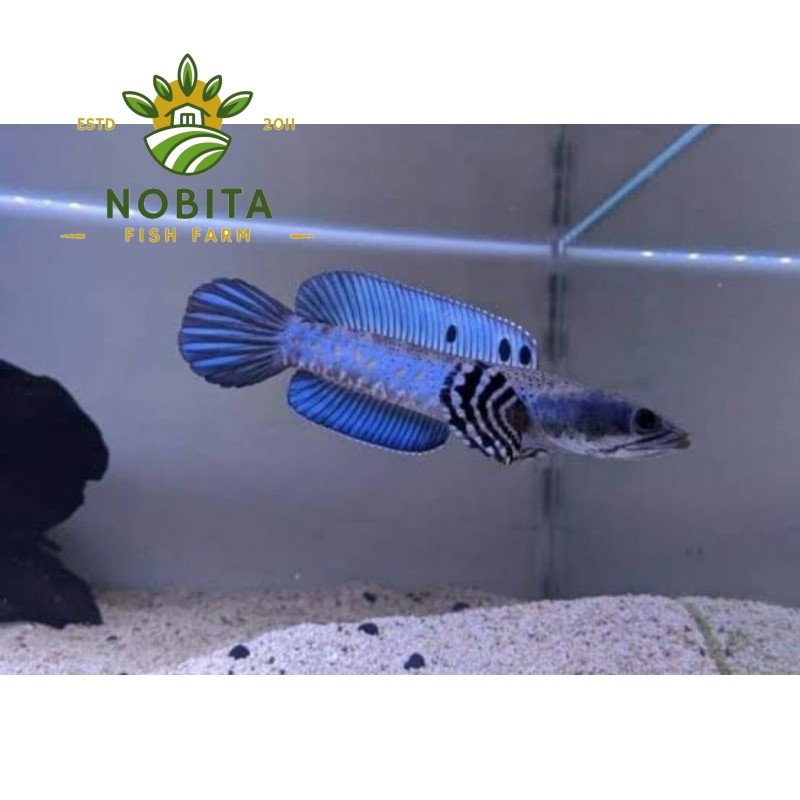 HIASAN AQUARIUM BLUE PULCRA ZISE 7-8 CM SINGLE TANK MANGAP MANGAP BISA (COD) gasken bos