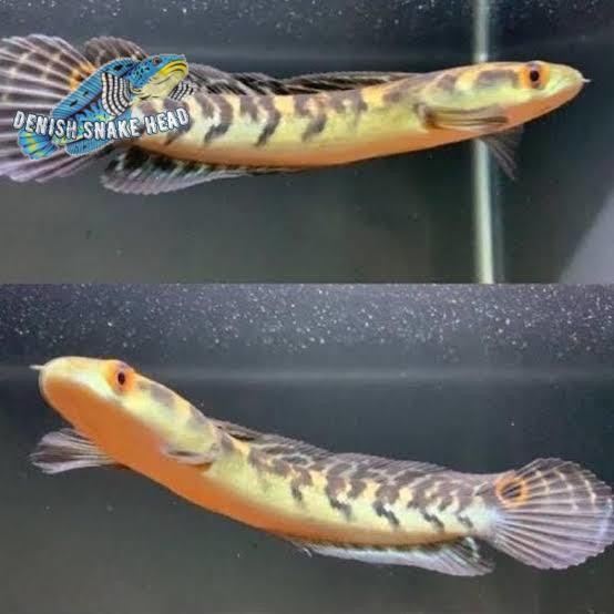 ( C O D ) Maru yellow Sentarum / Ys (17-20 cm )Bahan progres Gaskeun