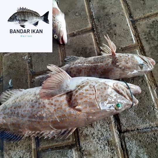 

Ikan Kerapu Balong Segar Fresh Dan Berkualitas