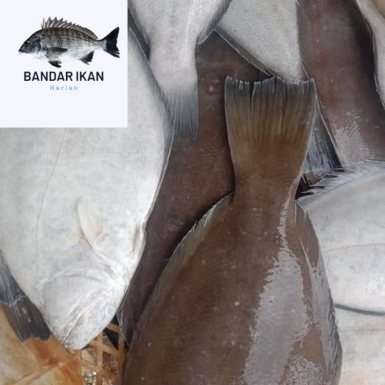 

Ikan Sebelah Segar Fresh Dan Berkualitas