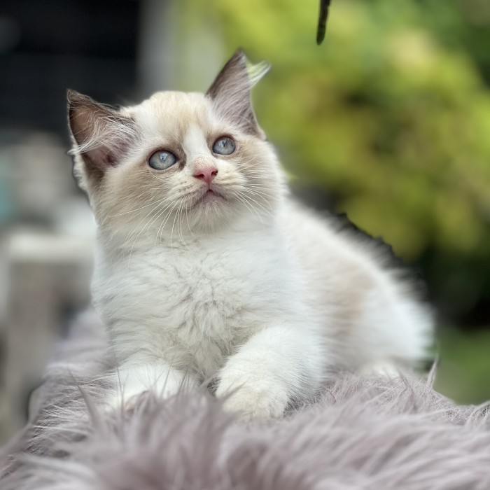 kucing himalaya ragdoll coklat betina warna favorit super gembul