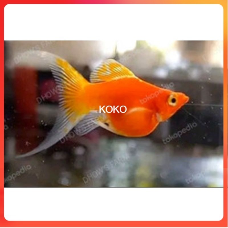 MOLLY balon OREN CAWANG