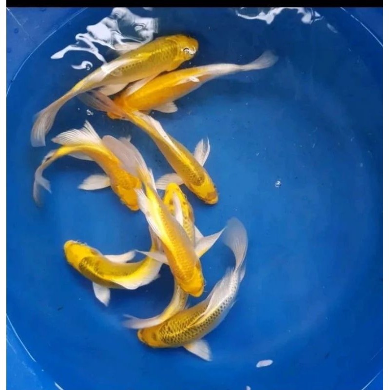 Koi ogon 5 ekor grade A&f1