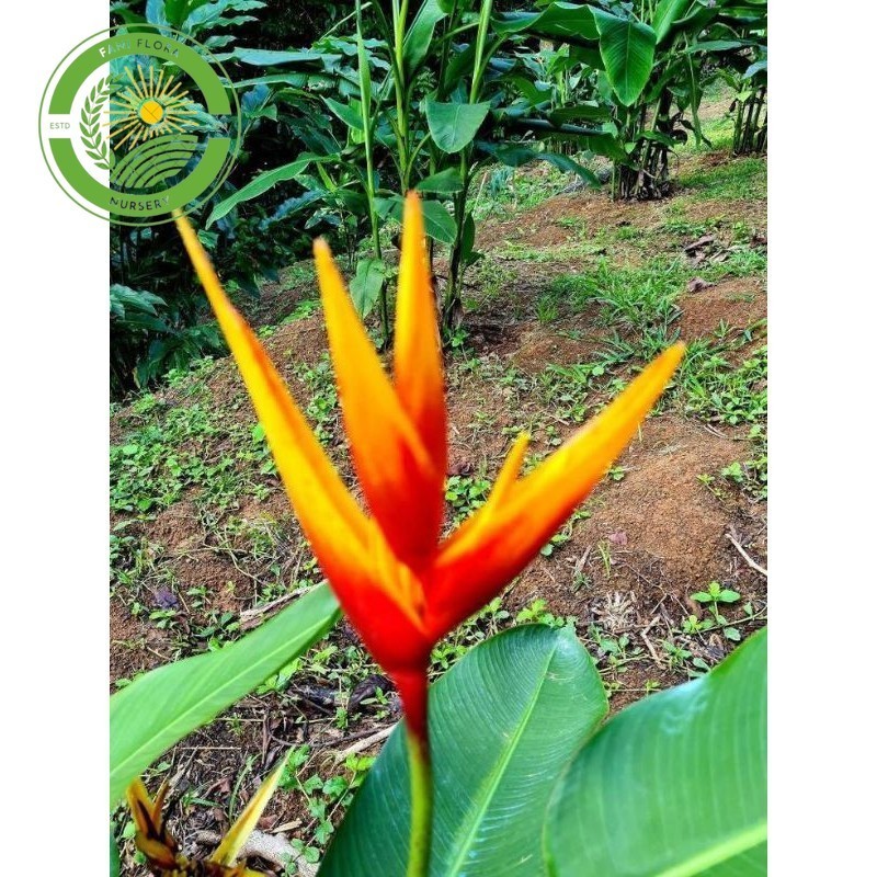 TANAMAN HIAS HELICONIA GOLDEN THAII (Golden Torch)