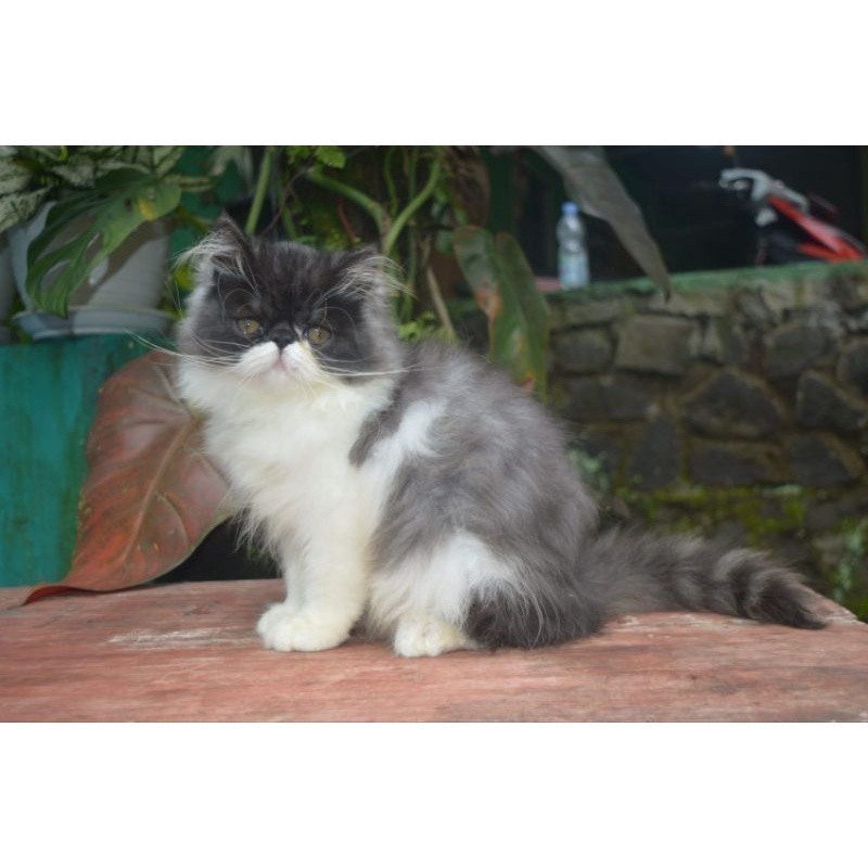Kucing Persia Peaknose Abu Putih  |Free Ongkir dan Keranjang