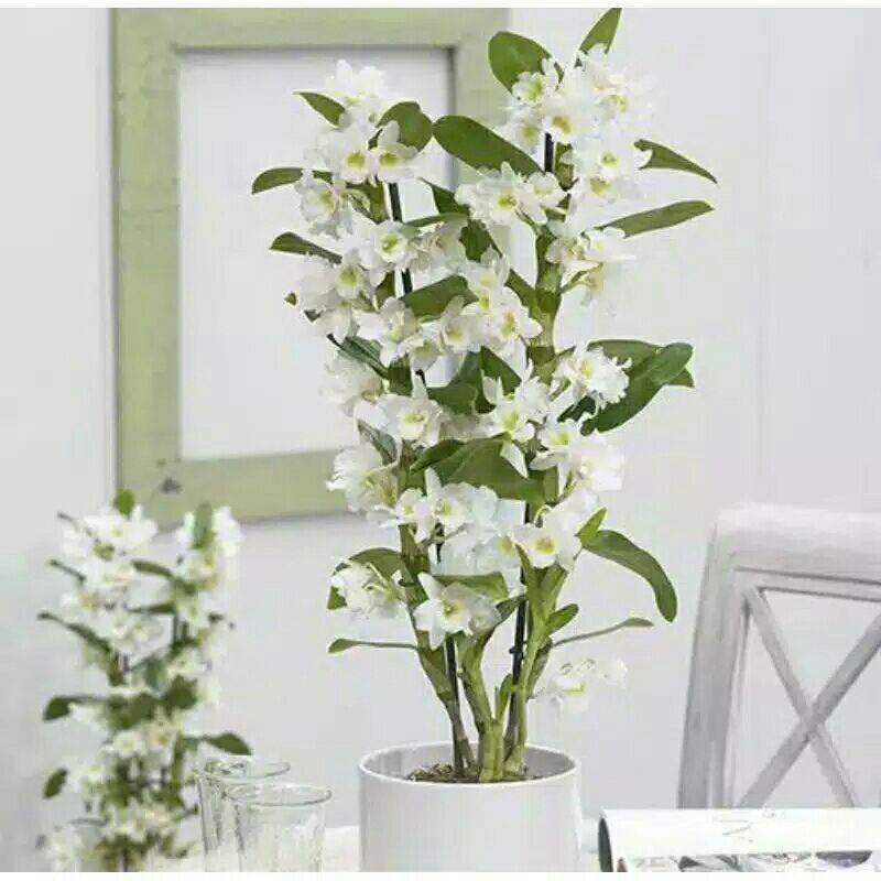 SEEDLING ANGGREK DENDROBIUM NOBILE WHITE