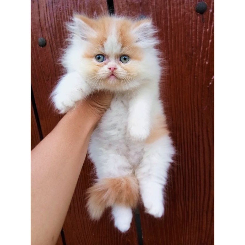 kucing Persia munckin flatnose lucu