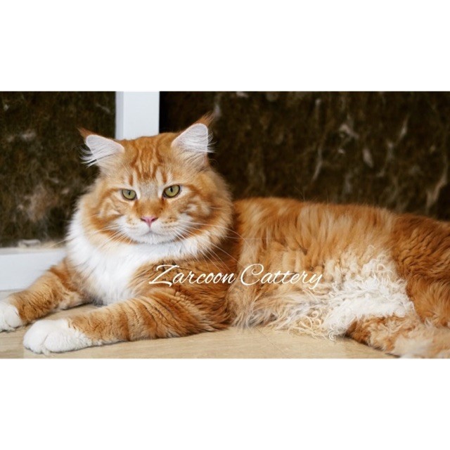 Kucing Mainecoon Maine Coon PED CFA